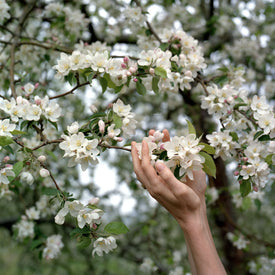 hands cupping apple blossoms