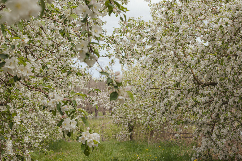 an orchard of apple trees blooming in spring.