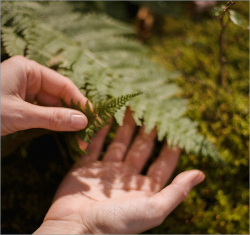 two hands cupping a fern, a shadow cast on the right palm. Moss in the background.