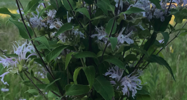 bouquet of flowing bee balm.