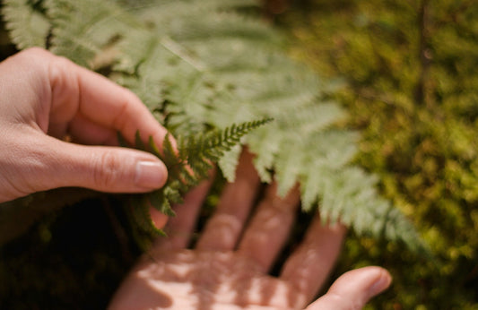 hands holding a fern, a shadow cast over the right hand's palm. moss in the background.