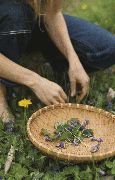 Anja gathering seasonal herbs and putting them in a woven basket.